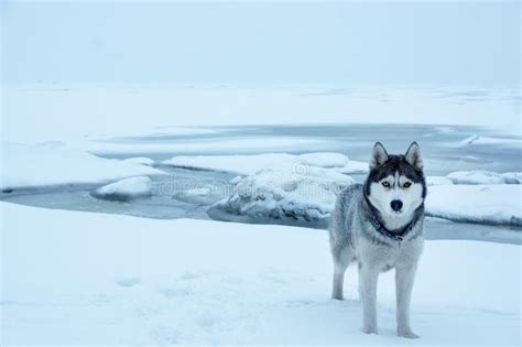 A Gray Haired Husky Breed Dog Stands Near The Sea Frozen In Winter