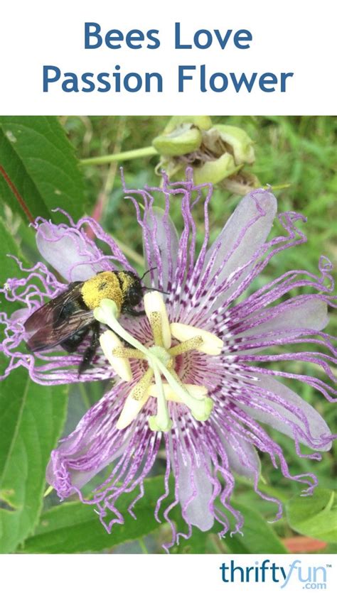 Bees Love Passion Flower Thriftyfun