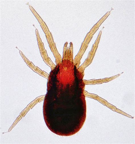 Types Of Mites Their Habitat And Species Sterifab Bed Bug Blog