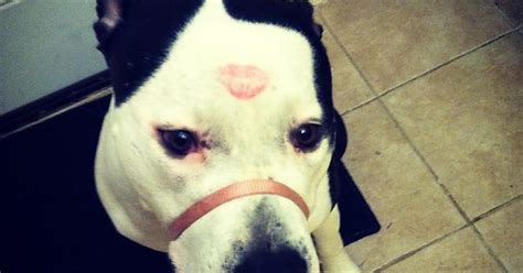 Nismo Loves Kisses Imgur