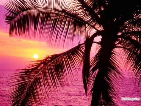 Tropical Paradise At Sunset Wallpaper 45 Tropical Sunsets Wallpaper