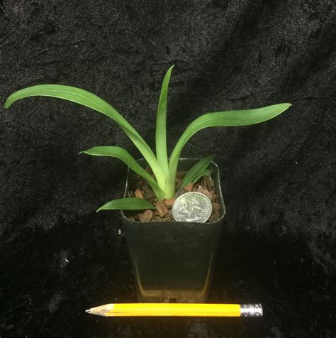 Pharmaceuticals, food, and flowers) from spoiling. Miltoniopsis Redmond Easy to Grow, Deep Red Flowers, Pansy ...