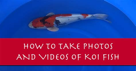 How To Take Photos Of Your Koi Like A Pro Videos Too