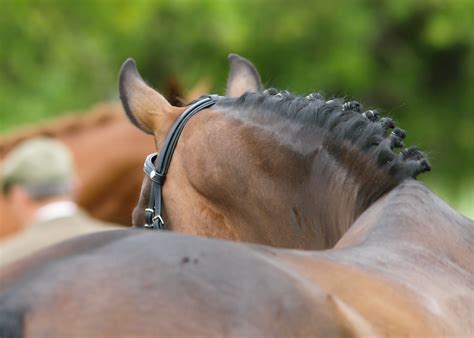 Equine Back Pain Causes And Conditions