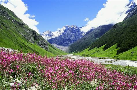 Wildflowers Blooming In The Valley With Mountains In The Background
