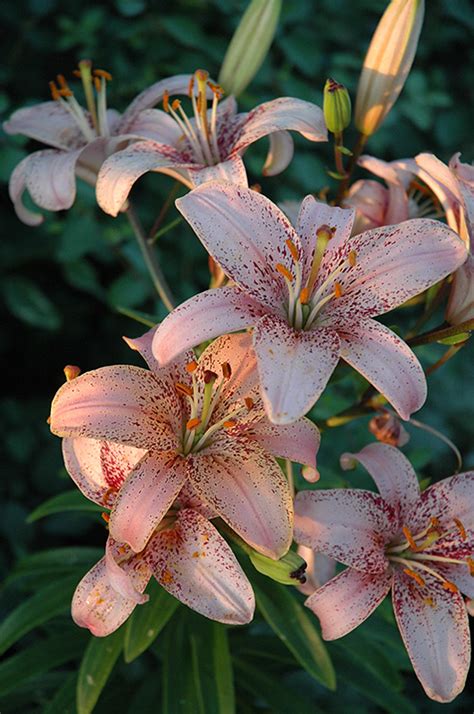 Tropical Breeze Lily Lilium Tropical Breeze In Raleigh Chapel Hill Durham Apex Holly Springs