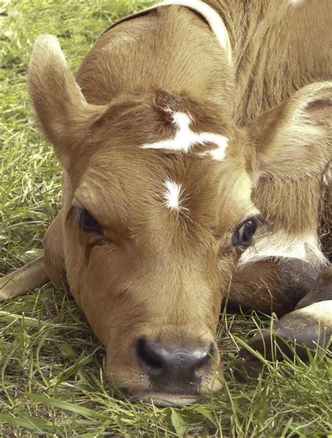 Free Images Grass Meadow Cute Cow Pasture Grazing Mane Baby