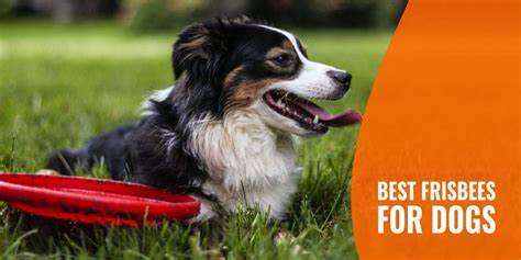 8 Best Frisbees For Dogs Size Material And Best Feature