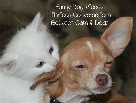 Funny Dog Video Cat Takes On A Beagle Talking Pet Clips