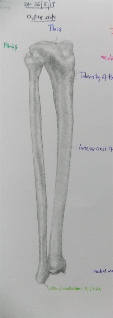 Anatomy Of The Leg Part Two The Fibula And Tibia Jeff Kamangara