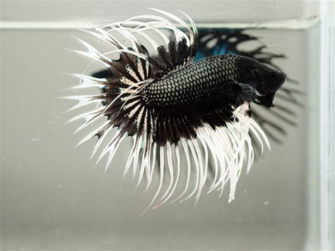 Is This The Coolest Looking Betta Fish Ever Featured Creature