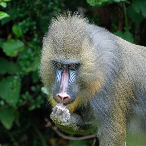 Mandrill 2 Chester Zoo June 2020 Fuji X T2 Fujinon 100 4 Flickr