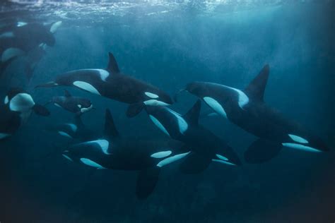 Isto É O Que Tu Queres Killer Whales Whale Orca