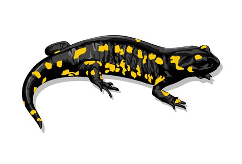 Fire Salamander Salamandra Salamandra Illustrated By Charles Dessalines