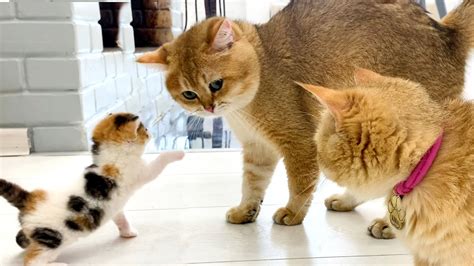 daddy cat meets kitten coco youtube