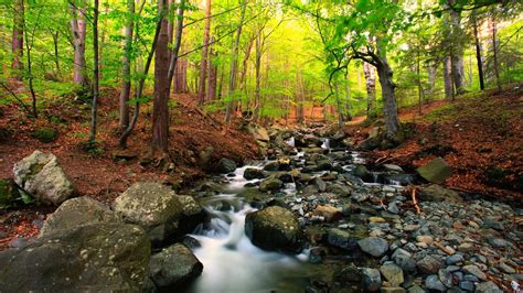 Research points to importance of tree cover for stream life - The Brock ...