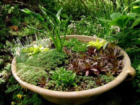 caring tips for a dish garden dish garden shade garden hostas
