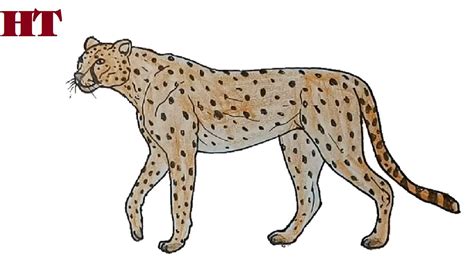 How To Draw A Cheetah Step By Step