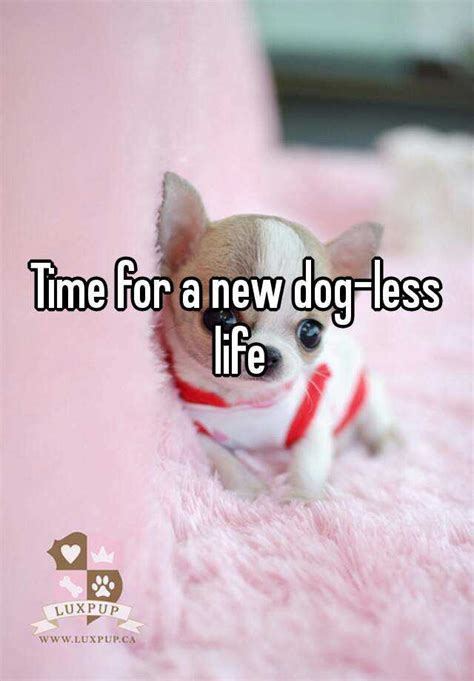 Time For A New Dog Less Life