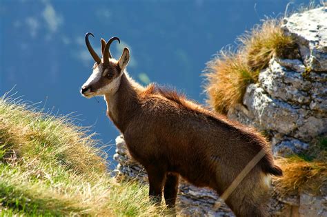 Five Places To See Incredible Wildlife In Europe Huffpost Uk Life