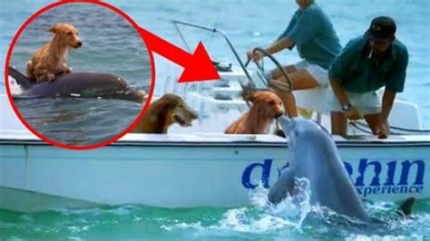Historias Reales Increibles De Delfines Que Salvaron Vidas Youtube