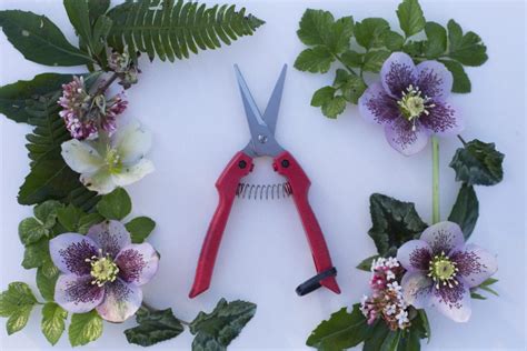 The Quest For The Perfect Clippers Floret Flowers