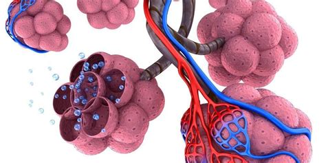 Oksigen yang sampai di alveolus akan berdifusi menembus selaput alveolus dan berikatan dengan haemoglobin (hb) dalam darah yang disebut deoksigenasi dan menghasilkan. Fungsi Alveolus yang Punya Banyak Manfaat Bagi Paru-paru