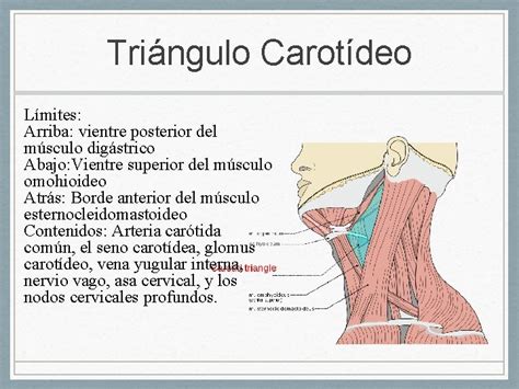 Cara Y Cuello Por Ada Cuello Y Sharlyn