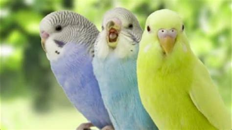 Budgie Sounds For Lovely Birds To Make Them Happy Budgie Sounds