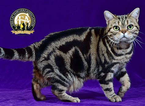 Our goal is give you information about the people behind the phone numbers calling you you just need to enter the number, and give us some time to perform the research in our extensive database. American Shorthair Top Cats - The Cat Fanciers ...