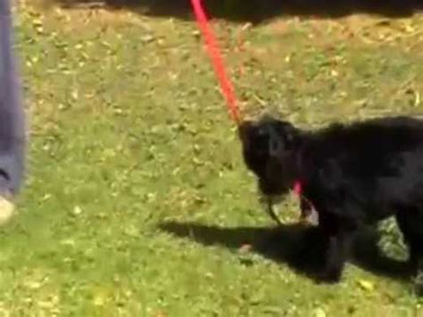 When our puppy is out on a walk, he is exposed to hi, i have a siberian husky puppy, and i want her to be leash trained so that when we go out on walks she won't be crazy, but when she gets older i want to. how to leash train a dog that won't walk|The online Dog ...