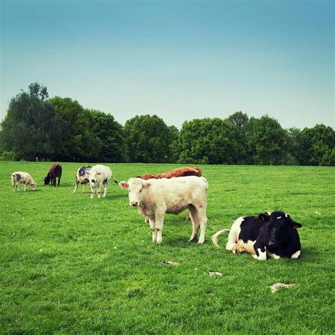 Group Of Cows In The Green Pasture By Brytta