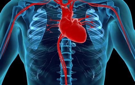 Enlarged Heart Symptoms Causes And Treatment Heart Rhythm Central