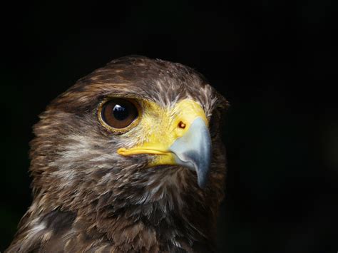 Free Images Wildlife Beak Hawk Feather Fauna Raptor Bird Of