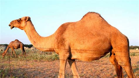 Los Camellos Son Animales De Mal Carácter Tvn Kids Kunga