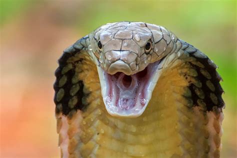 19 Interesting Facts About King Cobras Wildlife Informer