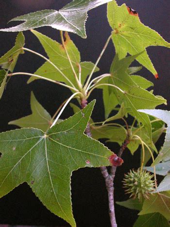 Young sweet gum tree bark. Sweet Gum « Medicinal Herb Info