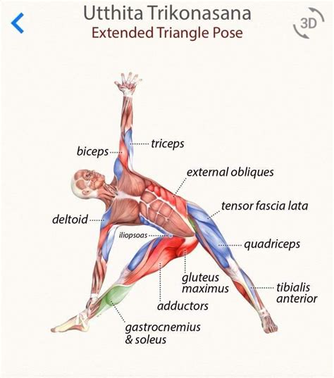Trikonasana Triangle Pose Yoga Vinyasa Yoga Yoga Muscles