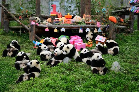Blog Chinatur Os Pandas Gigantes De Chengdu China
