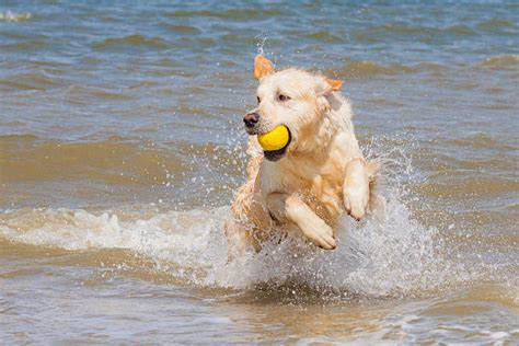 Golden Retriever Frisbee Stock Photos Pictures And Royalty Free Images