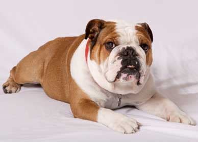 Some dog owners like to choose dog names related to dog's country and other places. Bulldog Names - "Average Joe" Names
