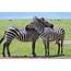 Tanzania  Zebra Love