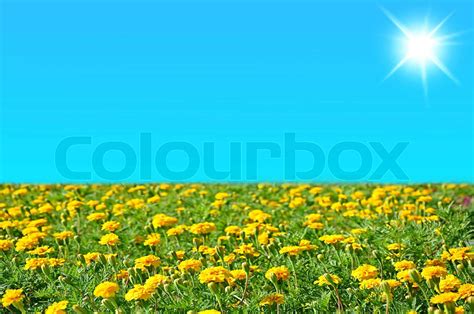 Meadow Of Beautiful Marigold Flowers And Perfect Blue Sky In Sunny