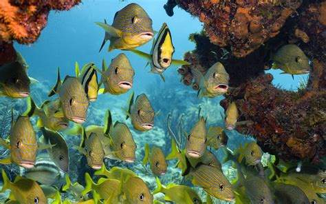 Wallpaper Animals Sea Nature Underwater Coral Reef Jungle