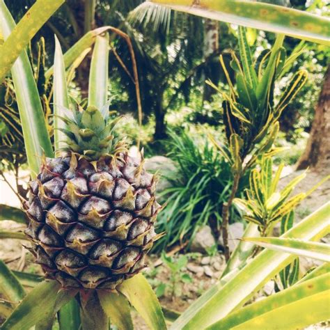 Mini Pineapple 🍍🍍 Pineapple Fruit Food