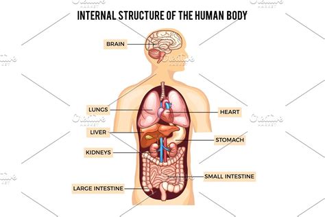 The digestive system consists of a series of connected organs that together, allow the body to break down and absorb food, and remove waste. Human body and organs systems. Vector infographic | Custom ...