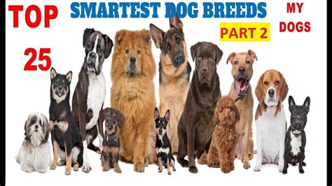 Top 25 Smartest Dog Breeds In The World Part 2newest Youtube