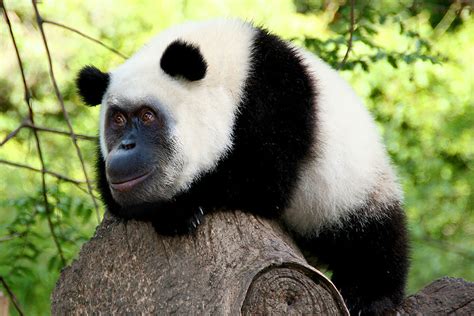 49 Strange Animal Hybrids Bred In Photoshop Bored Panda