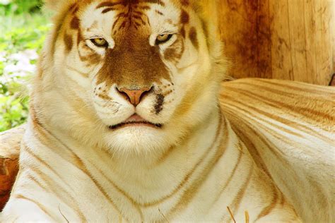 Golden Tiger Wallpapers Posted By Ethan Tremblay