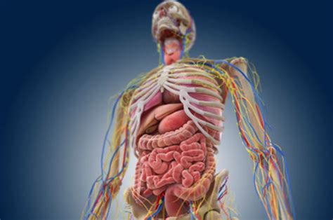 New organ mesentery discovered inside human body in huge medical ...